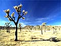 Fire Trees at Joshua Tree National Park, California