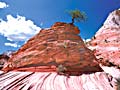 Lone Tree, Zion National Park, Utah