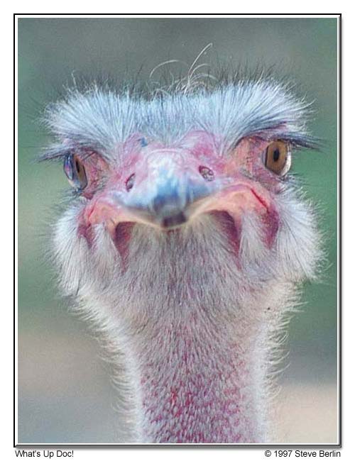 What's Up Doc - Ostrich, Los Angeles Zoo